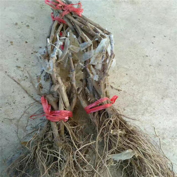 質量好的浪漫紅顏葡萄苗