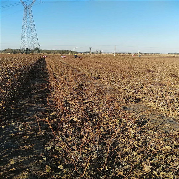 大量出售金香一號葡萄苗