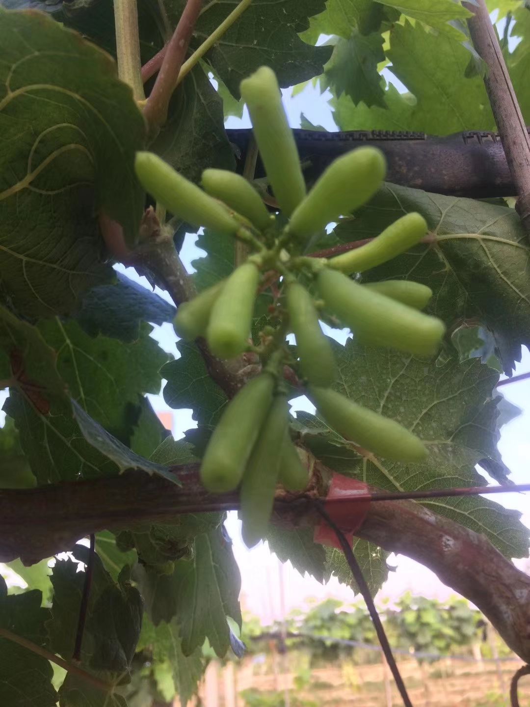 品質(zhì)好價(jià)格低的墨香葡萄苗