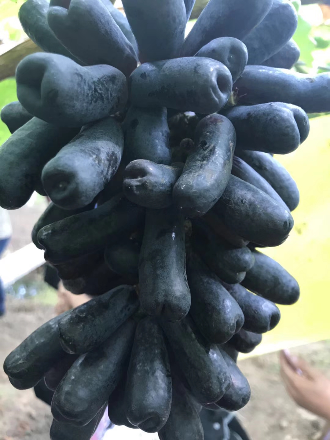 黑龍江5bb嫁接浪漫紅顏葡萄苗