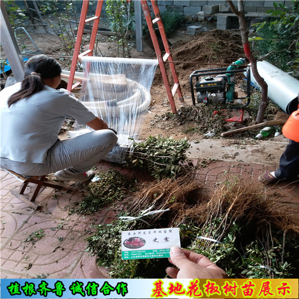 天水花椒苗近什么價(jià)格、天水花椒苗便宜出售