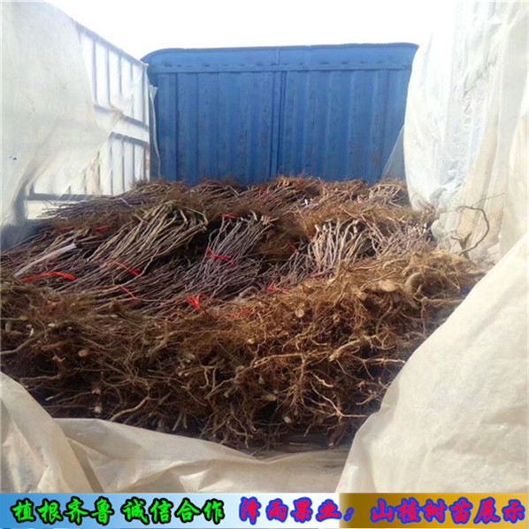 矮化香椿苗報(bào)價(jià)多少、矮化香椿苗價(jià)格表