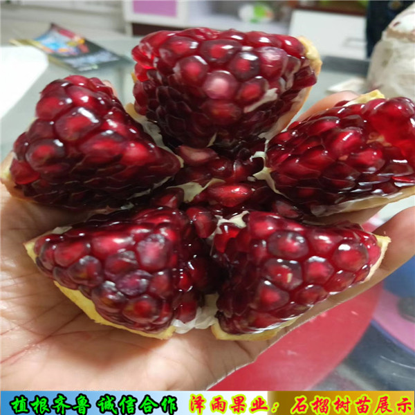 矮化香椿苗報(bào)價(jià)多少、矮化香椿苗價(jià)格表