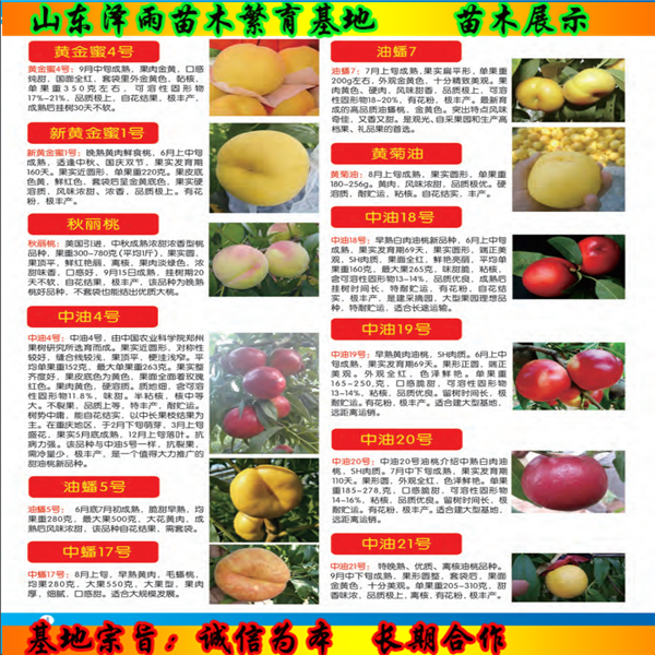 九葉青花椒苗2020年報(bào)價(jià)、九葉青花椒苗報(bào)價(jià)一覽表