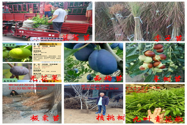 秦安一號花椒苗報(bào)價(jià)多少、秦安一號花椒苗報(bào)價(jià)一覽表