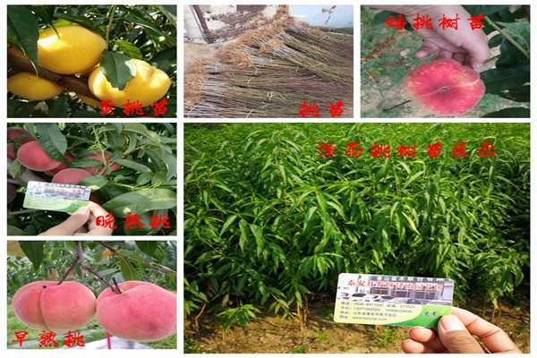 九葉青花椒苗2020年價(jià)格、九葉青花椒苗便宜報價(jià)
