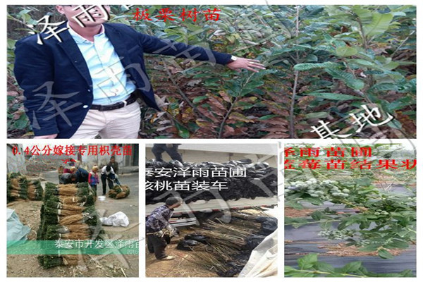 大五棱山楂苗2020批發(fā)基地、大五棱山楂苗便宜出售