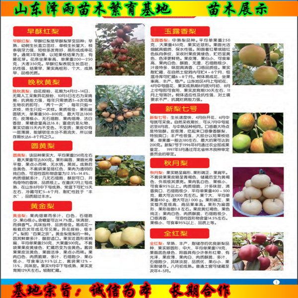 秦安一號花椒苗2020市場報價表、秦安一號花椒苗怎么管理