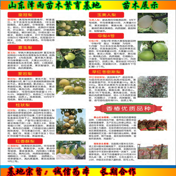 獅子頭花椒苗2020年報(bào)價(jià)、獅子頭花椒苗價(jià)格