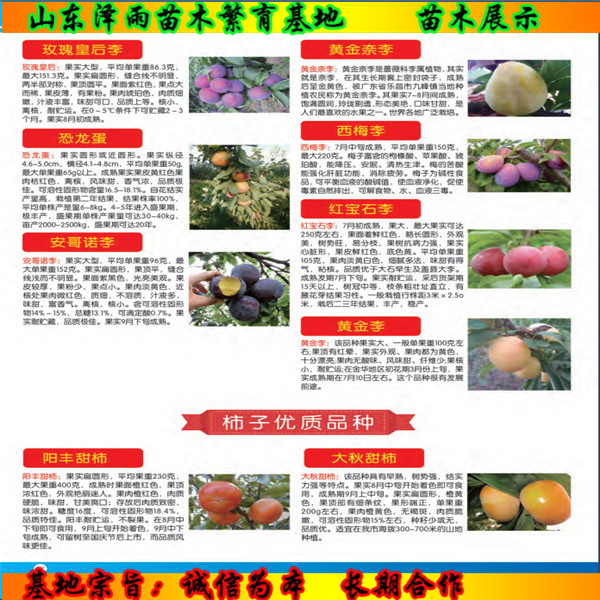 大金星山楂苗近期報(bào)價(jià)、大金星山楂苗便宜供應(yīng)