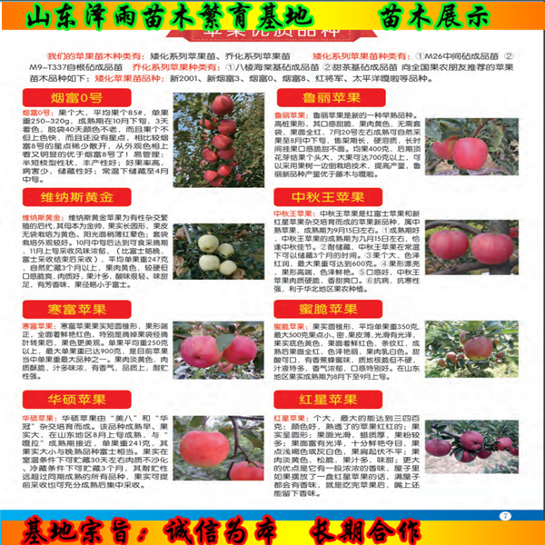 花椒樹苗2020年價格、花椒樹苗便宜出售