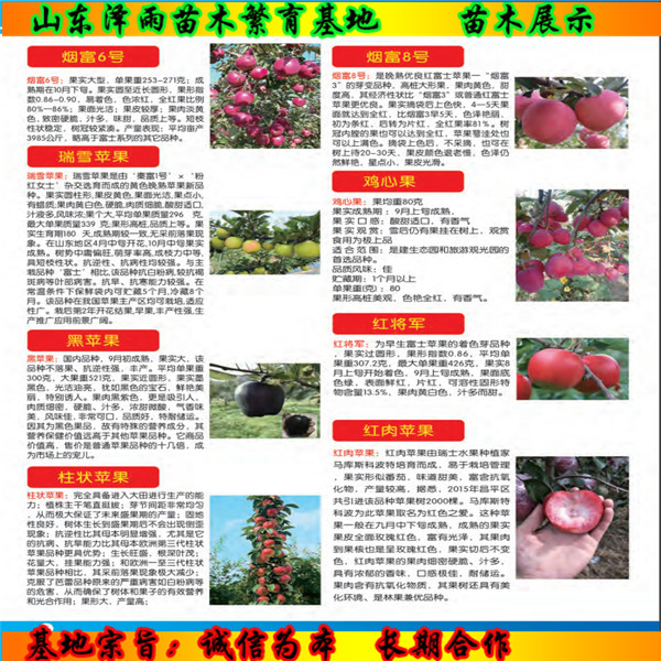 秦安一號花椒苗報(bào)價(jià)多少、秦安一號花椒苗報(bào)價(jià)一覽表