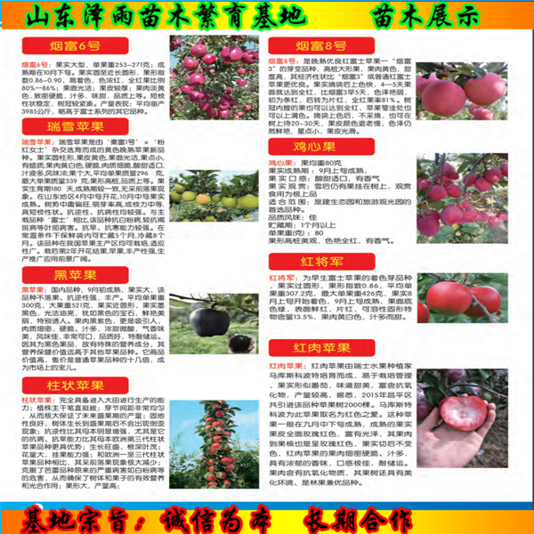 紅油香椿苗2020年價(jià)格、紅油香椿苗便宜價(jià)格
