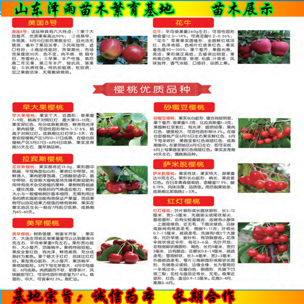 秦安一號花椒苗報(bào)價(jià)多少、秦安一號花椒苗報(bào)價(jià)一覽表