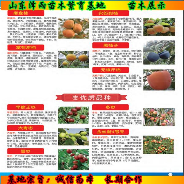 九葉青花椒苗2020年價(jià)格、九葉青花椒苗便宜報價(jià)