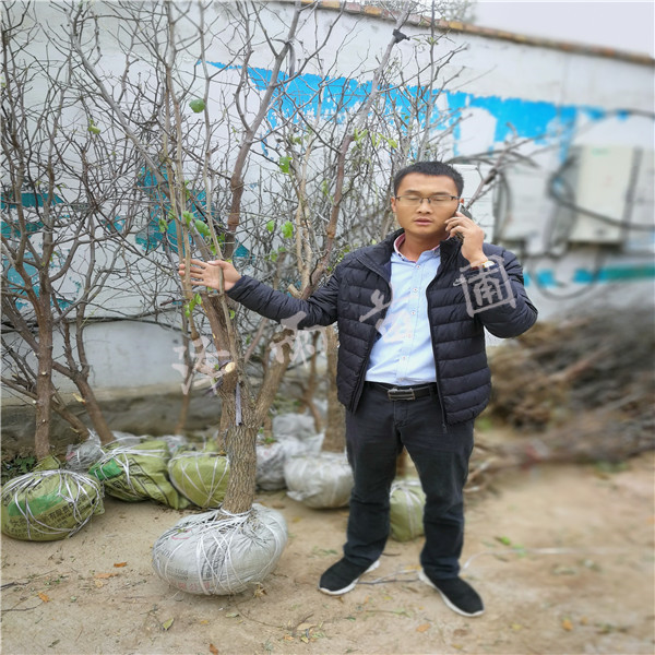 沾化冬棗樹(shù)、60高沾化冬棗樹(shù)哪里便宜