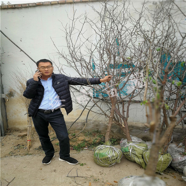 沾化冬棗苗、四年沾化冬棗苗種植基地