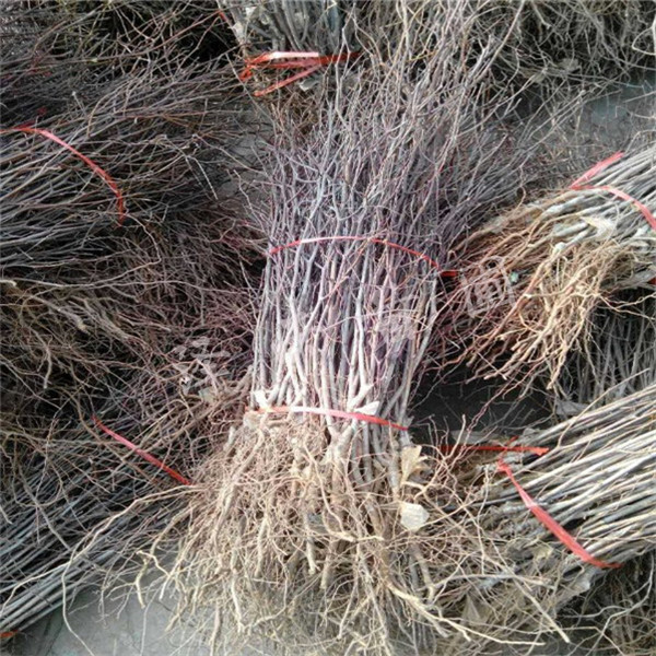 沾化冬棗苗、今年沾化冬棗苗種植基地