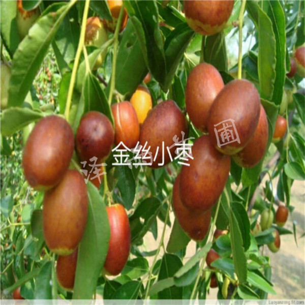 冬棗樹(shù)苗、4年冬棗樹(shù)苗價(jià)格