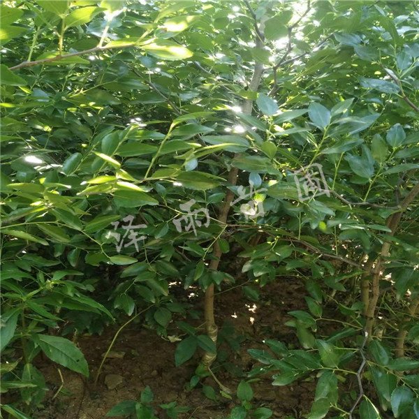 沾化冬棗苗、6公分沾化冬棗苗種植基地