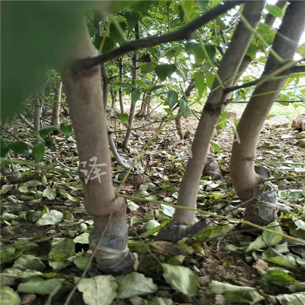 沾化冬棗樹、當(dāng)年嫁接沾化冬棗樹批發(fā)基地