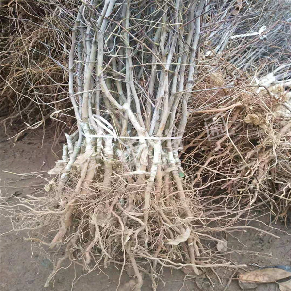沾化冬棗樹(shù)、3公分沾化冬棗樹(shù)價(jià)格