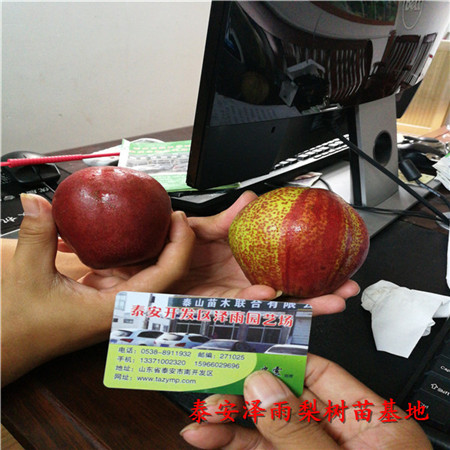 全紅梨樹苗哪里有出售的、哪里有品種純?nèi)t梨樹苗