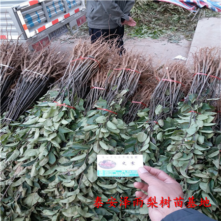 廣西愛宕梨樹苗便宜價格