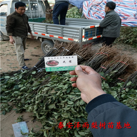 內(nèi)蒙古秋月梨樹苗怎么種植