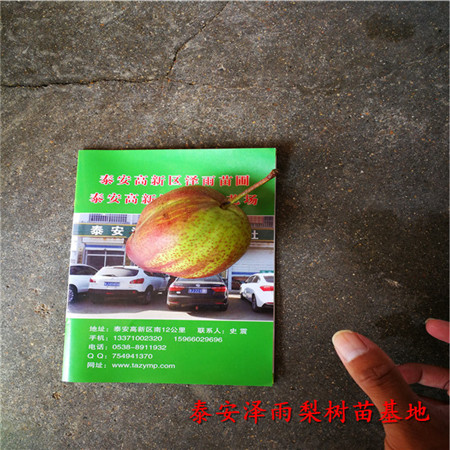 君睞紅梨樹苗價格走勢表、哪里批發(fā)君睞紅梨樹苗