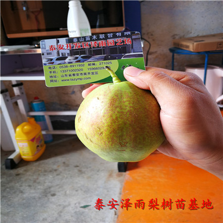 上海黃冠梨樹(shù)苗價(jià)格走勢(shì)圖