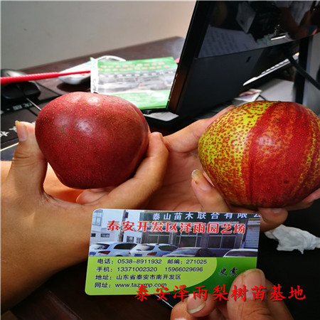 秋月梨樹(shù)苗價(jià)格走勢(shì)表、什么地方有秋月梨樹(shù)苗