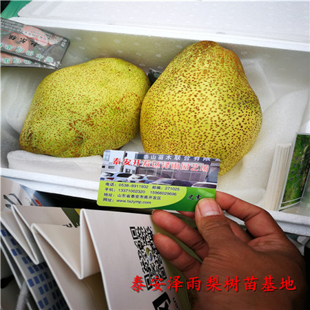 夏玉梨樹苗種植示范中心、夏玉梨樹苗209批發(fā)價格