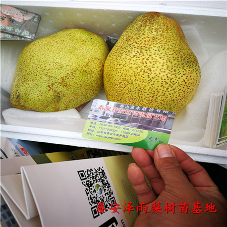 新梨7號梨樹苗怎么管理