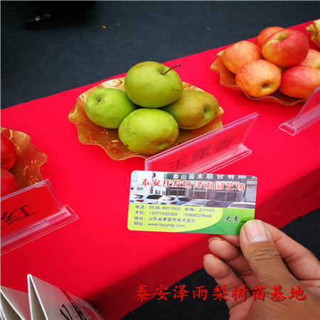 山西黃金梨樹(shù)苗需要多少錢(qián)