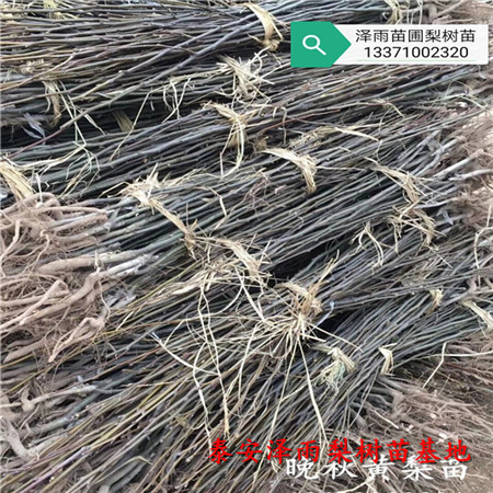 愛宕梨樹苗價(jià)格走勢(shì)圖