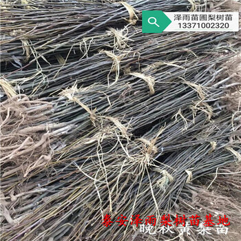 黃金梨樹苗怎么管理、哪里賣的黃金梨樹苗