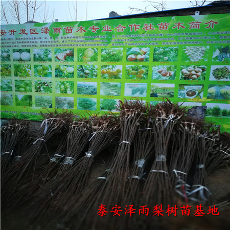 秋月梨樹(shù)苗好成活嗎、哪里批發(fā)秋月梨樹(shù)苗