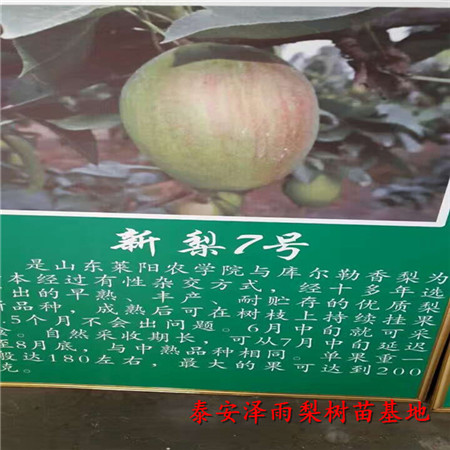 玉露香梨樹(shù)苗哪里有賣(mài)的、哪里有品種純玉露香梨樹(shù)苗