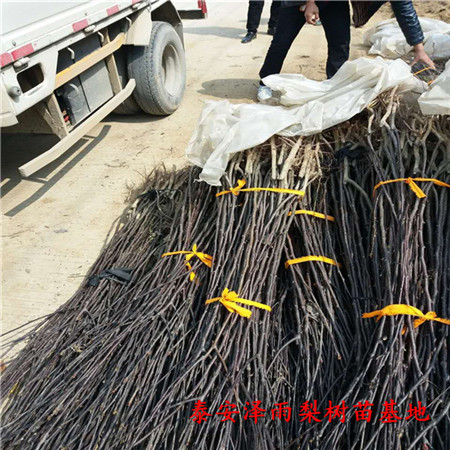 內(nèi)蒙古秋月梨樹苗怎么種植