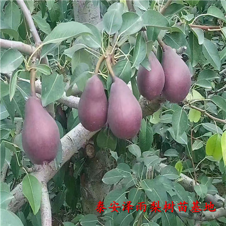 新梨7號梨樹苗哪里賣