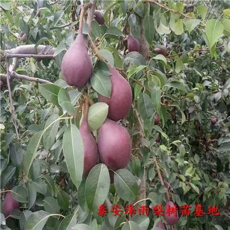 紅香酥梨樹苗價格表、哪里銷售紅香酥梨樹苗