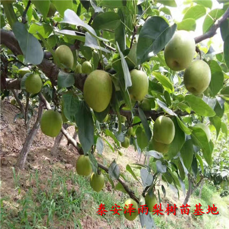 翠冠梨樹苗便宜培育基地、哪里有翠冠梨樹苗