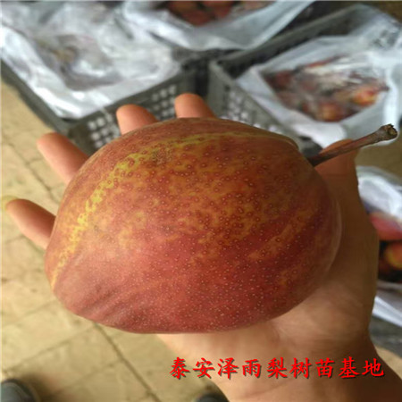 玉露香梨樹(shù)苗哪里有賣(mài)的、哪里有品種純玉露香梨樹(shù)苗