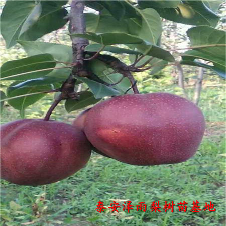 愛宕梨樹苗價(jià)格走勢(shì)圖
