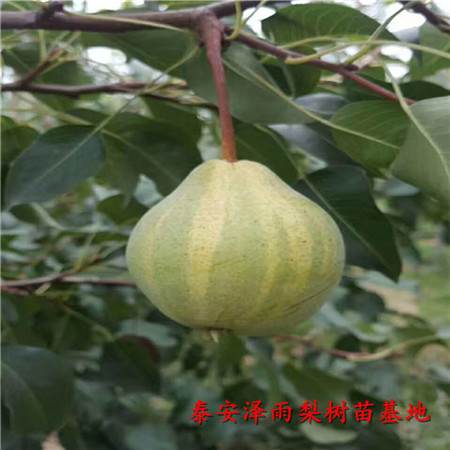 黃冠梨樹苗怎么管理、哪里有便宜黃冠梨樹苗
