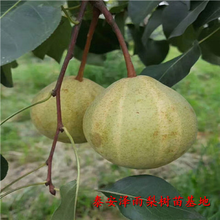 翠冠梨樹苗咨詢來電、哪里銷售翠冠梨樹苗