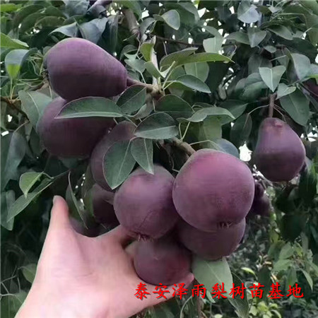 玉露香梨樹(shù)苗哪里有賣(mài)的、哪里有品種純玉露香梨樹(shù)苗