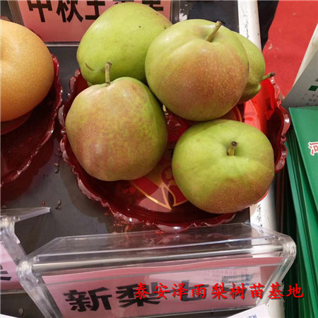 綠寶石梨樹苗需要多少錢、什么地方有綠寶石梨樹苗