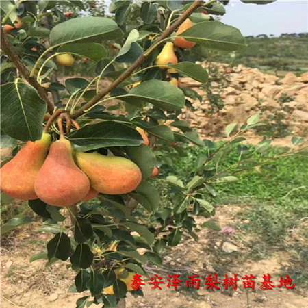 玉露香梨樹苗今年報價、哪里有的玉露香梨樹苗